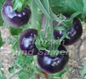 ┥ Tomate azul 10 semillas ¡AZUL! Tomates EXÓTICOS MUY RAROS para balcón bulbo - Imagen 1 de 1