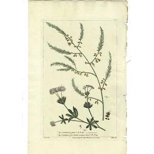 Rare 1755 Phillip Miller Large Folio Engraving, Pl. LV ASPARAGUS & ASPERULA - Picture 1 of 7