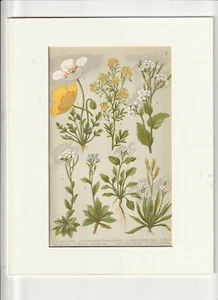 FLOWER LITHOGRAPH PRINT: 1914- Alpenflora fur Alpenwanderer und Pflanzenfreunde - Picture 1 of 1