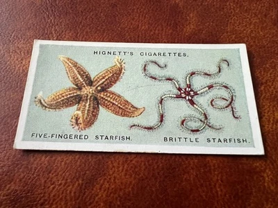 Hignett Bros - Common Objects of the Sea Shore 1924 #21 Starfishes - Image 1 of 2