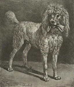 J. KLEIN (1792-1875), Schwalerl, Pudel des Wiener Weinhändlers,  1817, Rad. - Bild 1 von 4