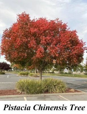 Pistacia Pistache Pistachio Chinensis Chinese ORANGE TREE Seed Seeds AROMATIC + - Image 1 of 4