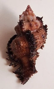 Sea Shell chicomurex laciniatus 52,2 mm, gema, cuerpo de buena forma, perfecto - Imagen 1 de 6