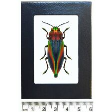 Cyphogastra javanica blue red rainbow buprestid beetle Java Indonesia framed