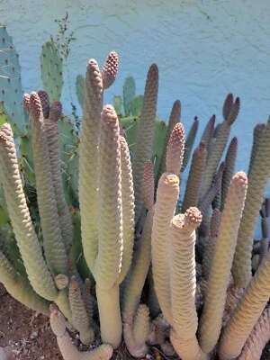 Corte de cactus con cono de pino vivo - ¡fresco y listo para cultivar! Compre 2 y obtenga 1 gratis Foto 1 de 4