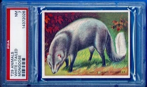 1909 T29 Hassan Animals "White-Tailed Mongoose" Psa 7 - Picture 1 of 2