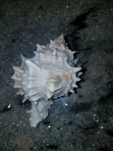 Lace Murex Shell Ramosus Conch Spiky Shell (White with Pink inside) 3.5 in - Picture 1 of 2