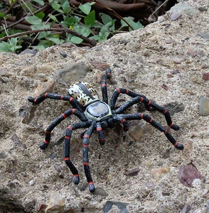 Huntsman Spider Australian Arachnids Small Toy Replica Spiders Animal - Picture 1 of 3