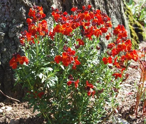 WALLFLOWER INGLESE Cheiranthus Cheiri - 3.000 semi sfusi - Foto 1 di 4