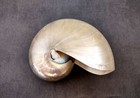 Pearlized Nautilus Seashell Polished Nautilus (1 shell approx. 6+ inches)