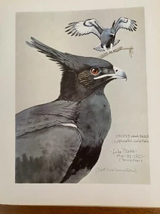 Louis Agassiz Fuertes & The Singular Beauty of Birds, "Long-crested Hawk Eagle" - Picture 1 of 1