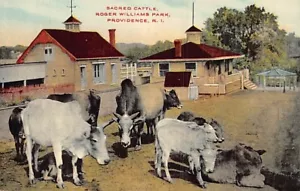 Postkarte RI: Sacred Cattle, Williams Park, Providence, Rhode Island DB 1910er - Bild 1 von 2
