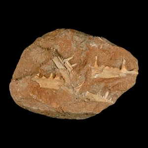 3.6" Saber Toothed Herring Fossil Tooth Jaw Section Enchodus Libycus Cretaceous - Picture 1 of 8