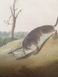 American Marsh Shrew Males Audubon Animal Print Poster - Picture 1 of 12