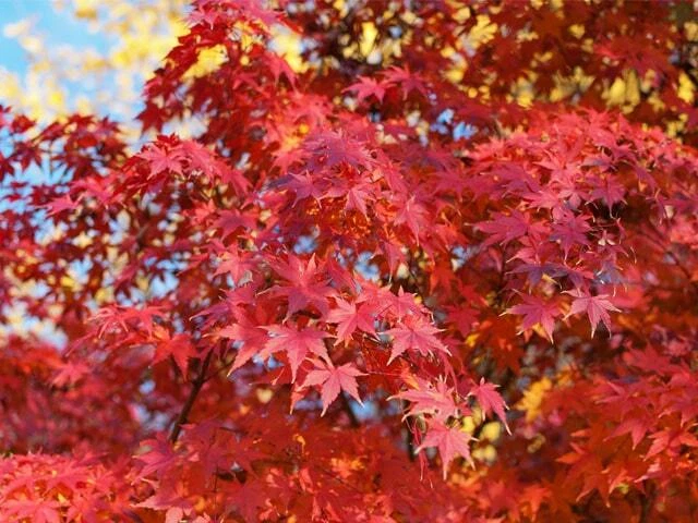 Acer Palmatum 'Japanese Maple' Seeds - Image 1 of 1