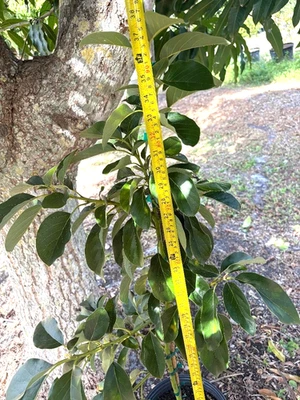 RARO ÁRBOL DE AGUACATE UTUADO INJERTADO ENANO (TIPO B FLORACIÓN PERSEA AMERICANA) 1 GAL Foto 1 de 4