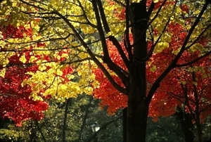 KODACHROME COLOR SLIDE - 1995 AUTUMN IN PA. - ORIG ONE OF A KIND - Picture 1 of 1