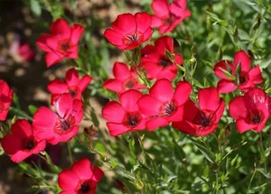 Scarlet Flax Seeds, Linum, Beautiful Red Flowers, Heat Tolerant, FREE SHIPPING - Picture 1 of 3