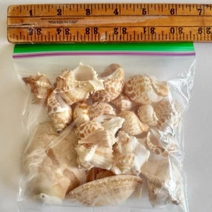 Borsa Quart/10 once/20+ bellissime conchiglie/pre-occupata/ottima idea artigianale o regalo🎁 - Foto 1 di 5