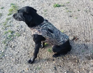 Mud River Deluxe Dog Vest - Picture 1 of 4