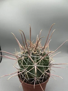 Ferocactus Rectispinus Carnevale ( Mexico ) Spine Lunghe Vaso 12 Cm - Imagen 1 de 4