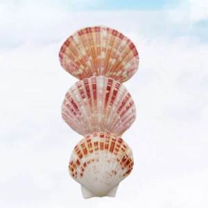 50 Pcs Decorative Shells Mini Beach Decorations Crafts Real Seashells - Picture 1 of 11