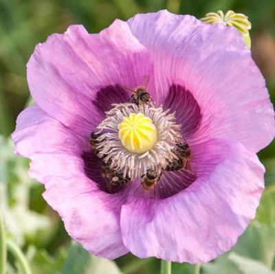 400+ венгерских семян хлеба мака **свежие семена ** ~ бесплатная доставка ~ ~ - Изображение 1 из 2