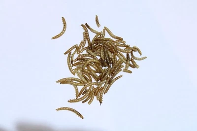 Getrocknete Mehlwürmer 500 g  Premium Naturfutter für Wildvögel, Igel und Reptil - Bild 1 von 4