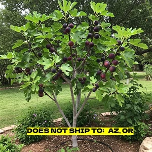 Texas Everbearing Fig Tree in 3gal Pot Outdoor Garden Tree 2-3ft Tall Edible - Picture 1 of 7