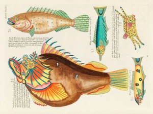 Ilustraciones de peces encontrados en Molucas Indonesia y las Indias Orientales 19 - Imagen 1 de 3