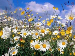 500 ROMAN CHAMOMILE Chamaemelum Nobile Herb Flower Seeds - Picture 1 of 5