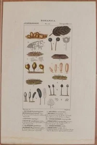 Turpin Botanica Licogala Cionio Craterio Arciria Stemonitide Botany Botanica 831 - Picture 1 of 1