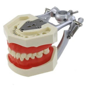 Kilgore Nissin 200 Dental Typodont Modell 28 Teile Zähne abnehmbar Schraubtraining - Bild 1 von 12