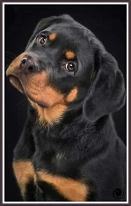 Rottweiler -Portrait 1207 - Chart Counted Cross Stitch Pattern craft - Picture 1 of 5