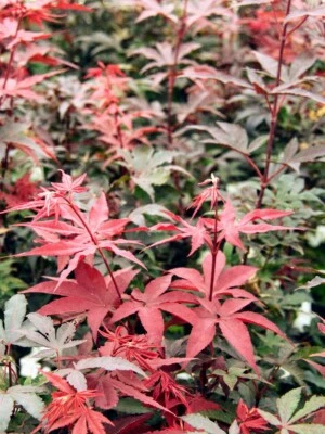 Acer palmatum 'Twombly's Red Sentinel' - Japanese Maple *Live Plant - Image 1 of 4