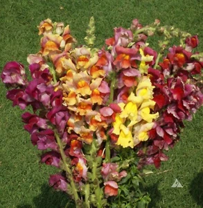 Snapdragon TETRA MIX SemiDwarf MultiColored Blooms Butterflies Non-GMO 500 Seeds - Picture 1 of 10