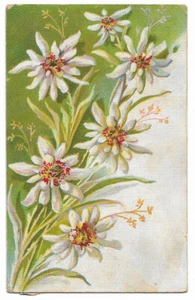 Cartolina illustrata - Fiori - 1717 - Picture 1 of 2