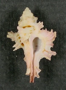 MUREX MARTINETANUS 28,55 mm ESPECIMEN SUPER ELECCIÓN Punta Engano, Cebú, Filipinas - Imagen 1 de 2