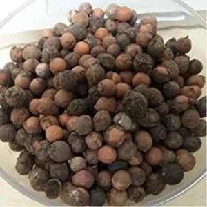 White Sandalwood Seeds White Chandan Seeds Indian sandalwood,Fragrant sandalwood - Picture 1 of 6