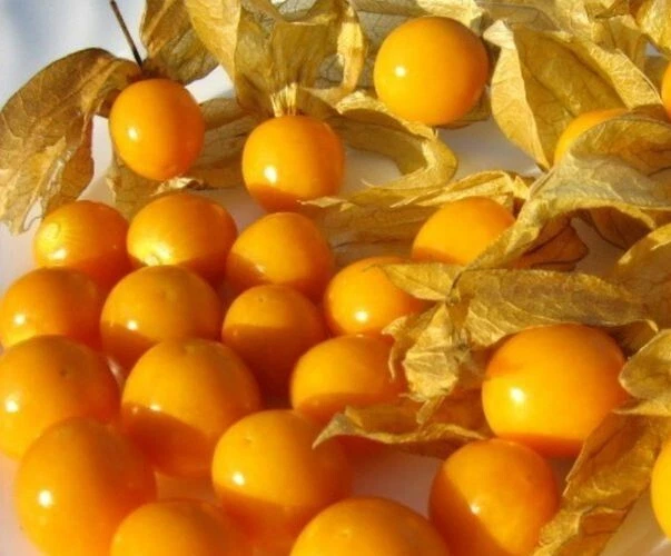 Physalis Andenbeere Kapstachelbeere 20 Samen Saatgut aus eigenem Anbau - Bild 1 von 1