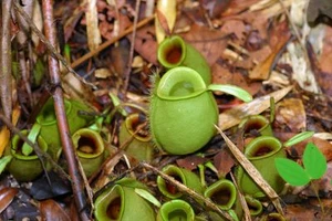 5 SAMEN NEPENTHES AMPULLARIA GREEN - FLEISCHFRESSENDE PFLANZE - Bild 1 von 1