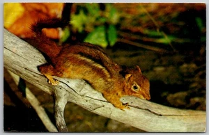 Vintage Chipmunk kriechender Ast Postkarte unbesendet - Bild 1 von 2