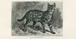 THE SERVAL CAT ANTIQUE 1885 ANIMAL ENGRAVING ART PRINT - Foto 1 di 1