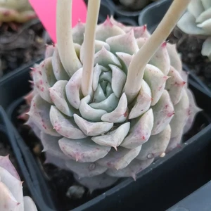 Echeveria Yulania Queen nice Succulent plant - Picture 1 of 2