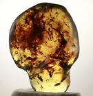 Lush Green Full Polished Mexican Amber 181G