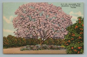 Jacaranda Tree (Acutifolia) in Full Bloom, Florida Postcard - Picture 1 of 2