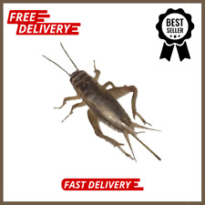 500, 1000, 2000+ Live Crickets (Acheta) - Guarantee live delivery over 25 F NEW.