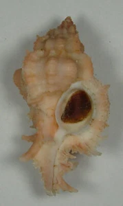 MUREX VENUSTULUS 48,65mm SUPER CHOICE RARE PINK SPECIMEN Cebu, Philippinen - Bild 1 von 2