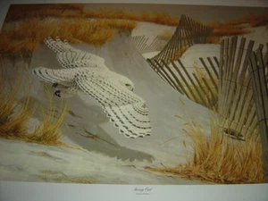 "Artist Guy Coheleach - Búho Nievado - 1973 Firmado Estampado Limitado 24""x32" - Imagen 1 de 5