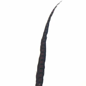 30" to 38" Lady Amherst Pheasant Side Tail Feather - Chocolate Brown ((SECONDS)) - Picture 1 of 3